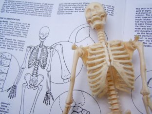 skeleton-study