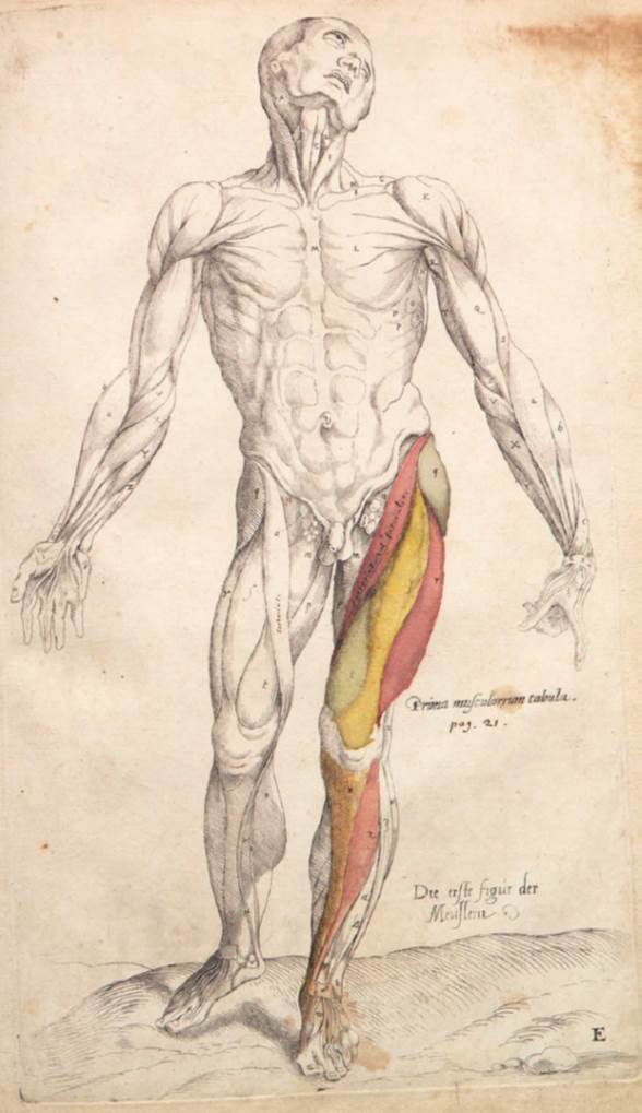 Andreas Vesalius – minibiografia – Anatomia & Fisioterapia