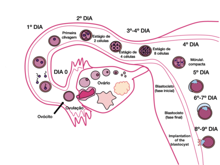 440px-Fecundação-humana