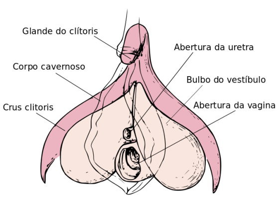 vagina-Clitóris