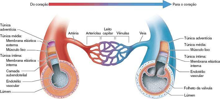 11. Vasos Sanguíneos – Anatomia & Fisioterapia
