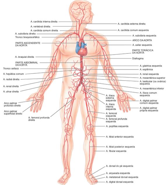 11. Vasos Sanguíneos – Anatomia & Fisioterapia