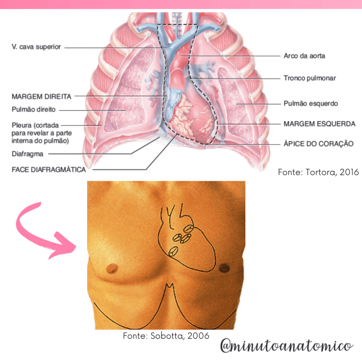Minuto Anatômico #7: Localização do coração – Anatomia & Fisioterapia