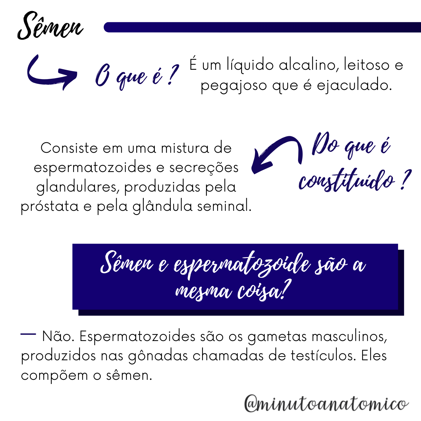 Minuto Anatômico #5: Trajeto do sêmen – Anatomia & Fisioterapia