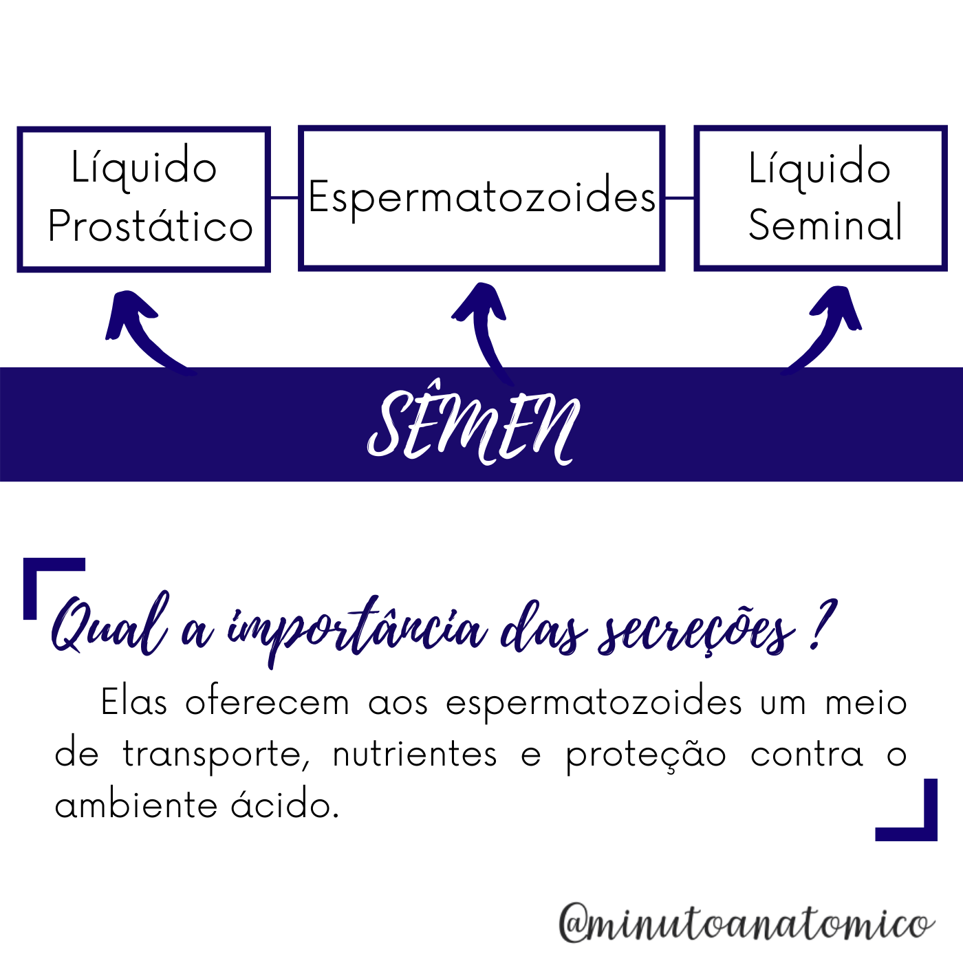 Minuto Anatômico #5: Trajeto do sêmen – Anatomia & Fisioterapia
