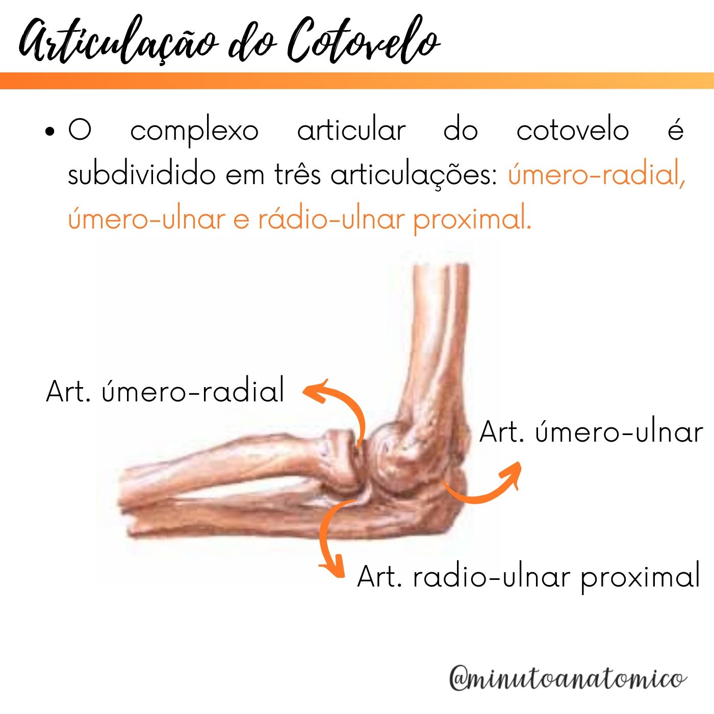 Minuto Anatômico #11: Articulação do cotovelo – Anatomia & Fisioterapia