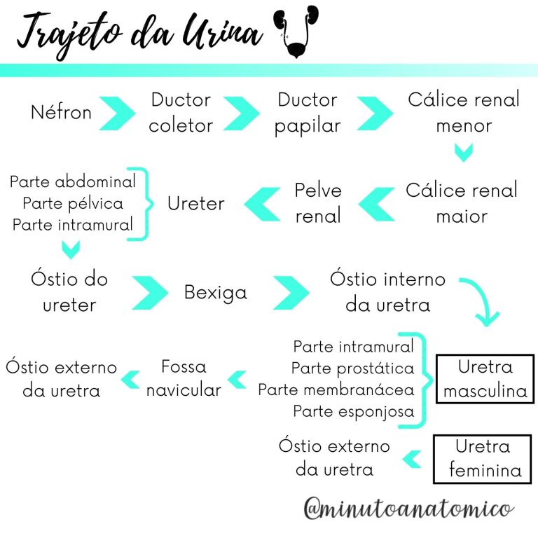 Minuto Anatômico #27: Trajeto da urina – Anatomia & Fisioterapia
