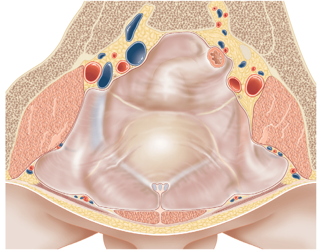 17. Peritônio – Anatomia \u0026 Fisioterapia, image size:1024x813