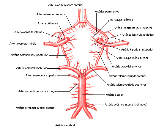 14-vasculariza-o-do-snc-anatomia-fisioterapia