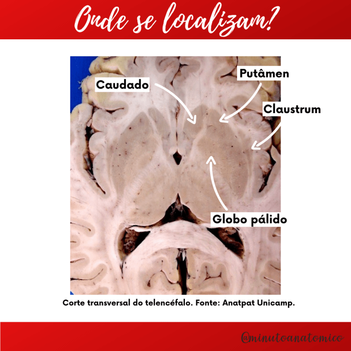 Minuto Anatômico #35: Núcleos da base – Anatomia & Fisioterapia