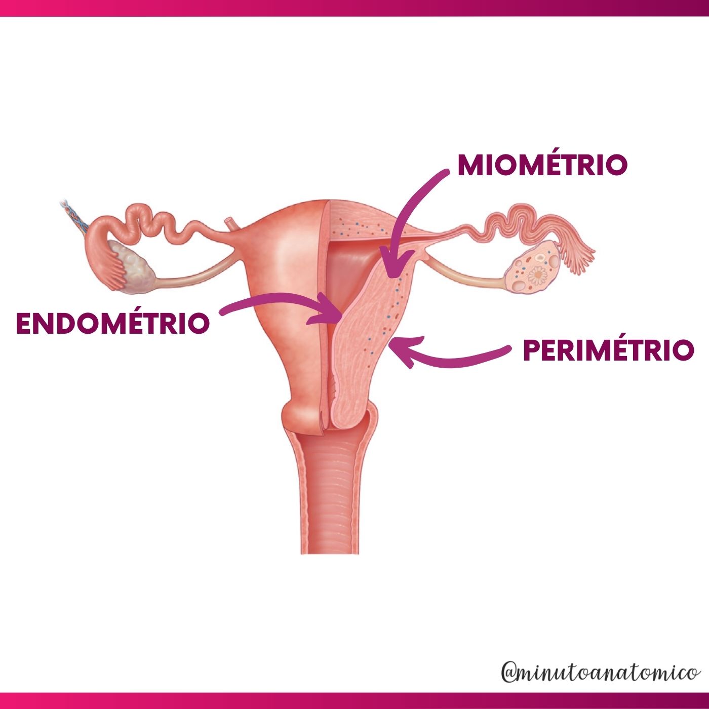 Minuto Anatômico #48: Útero – Anatomia & Fisioterapia