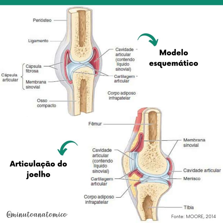 Minuto Anatômico #60: Componentes da articulação sinovial – Anatomia ...