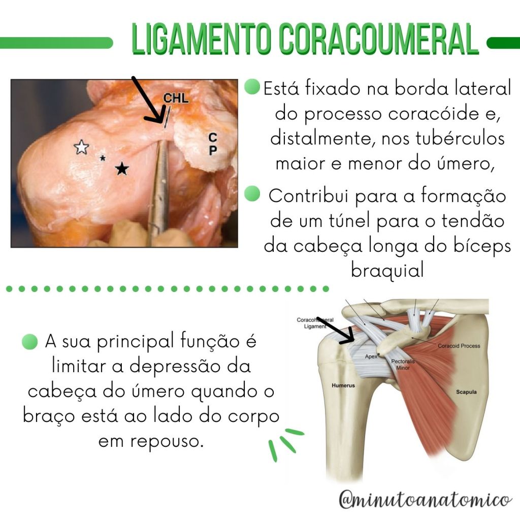 Minuto Anatômico #72: Ligamentos do ombro – Anatomia \u0026 Fisioterapia, image size:1024x1024