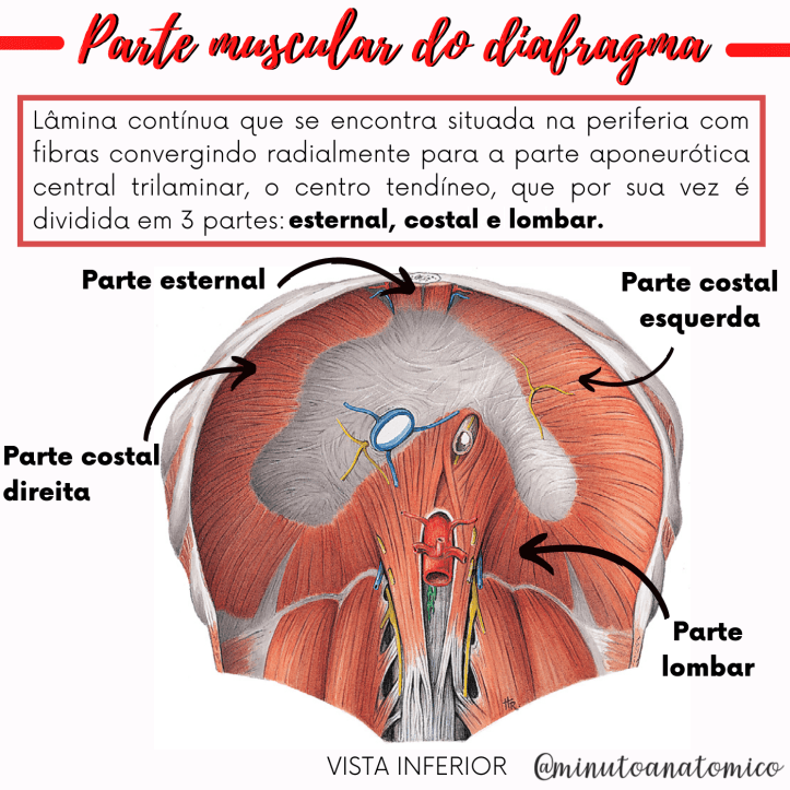 Minuto Anatômico #74: Diafragma – Anatomia & Fisioterapia
