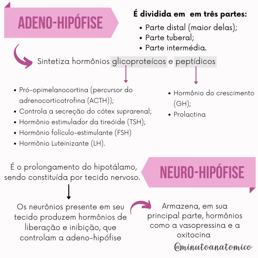 Infográfico De Anatomia Masculina Sobre Ilustração De Câncer De Próstata  Vetor De Crescimento De Carcinoma Modelo para download gratuito no Pngtree, image size:1024x1024