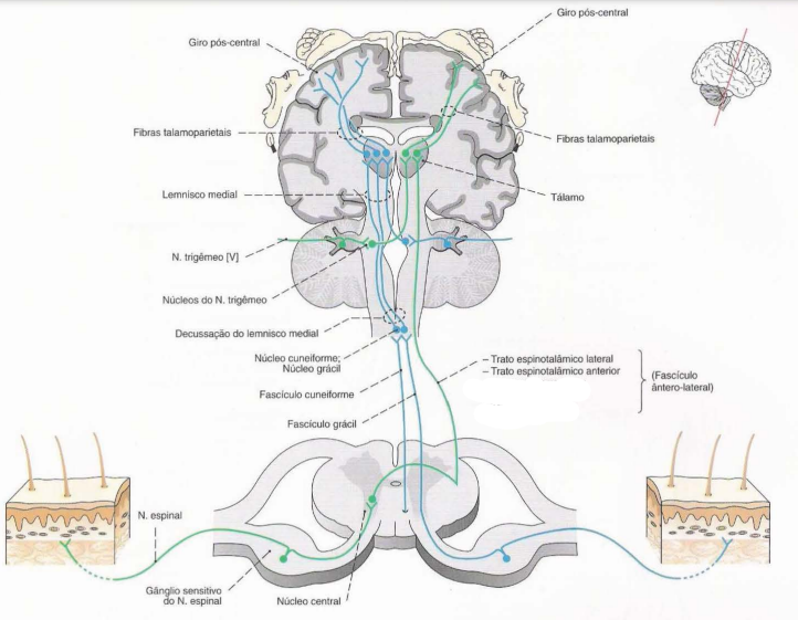 35. Vias aferentes – Anatomia & Fisioterapia