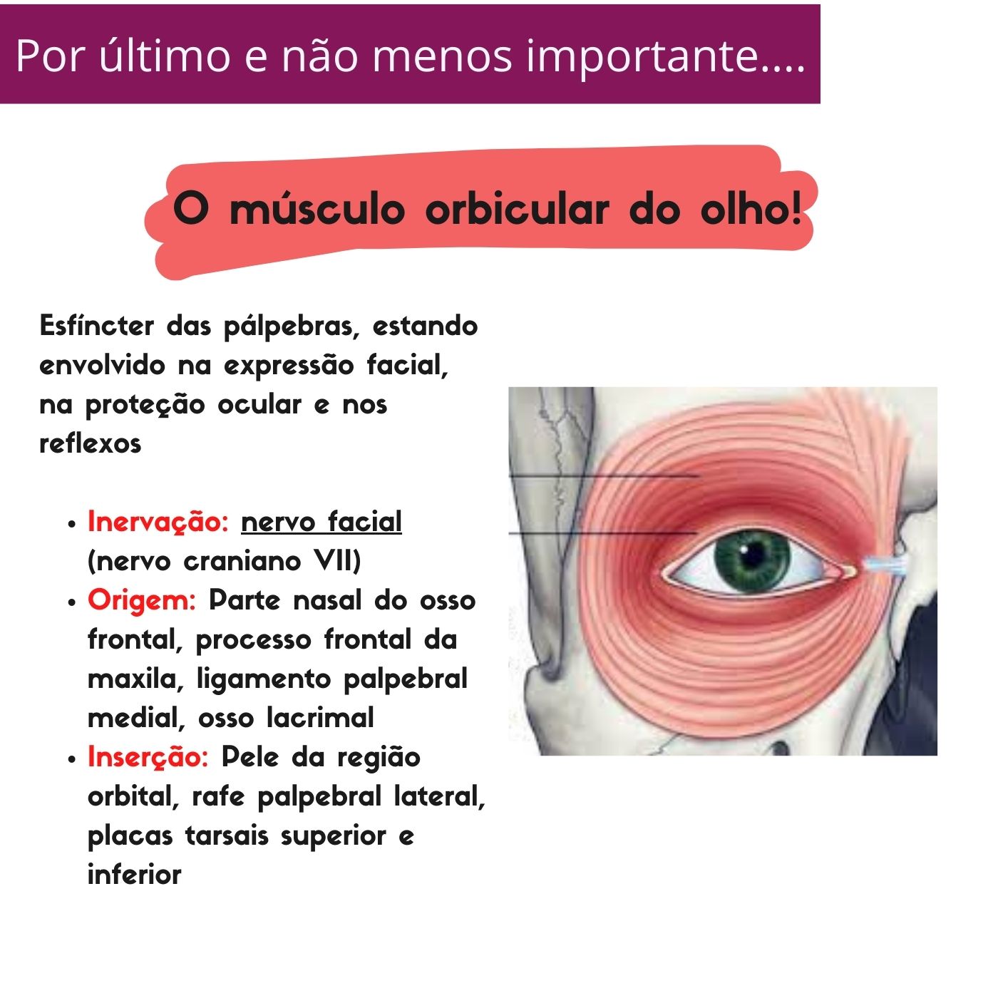 Minuto anatômico #131: Órbita e globo ocular – Anatomia & Fisioterapia