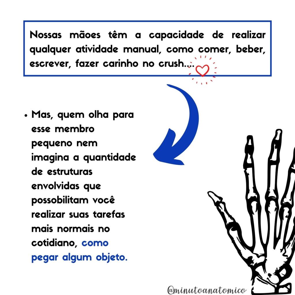 Minuto anatômico #145: Quantos ossos têm a mão? – Anatomia \u0026 Fisioterapia, image size:1024x1024