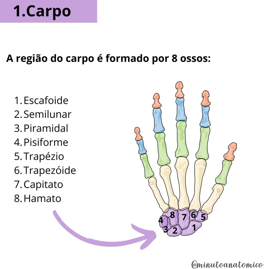 Minuto anatômico #145: Quantos ossos têm a mão? – Anatomia \u0026 Fisioterapia, image size:1024x1024