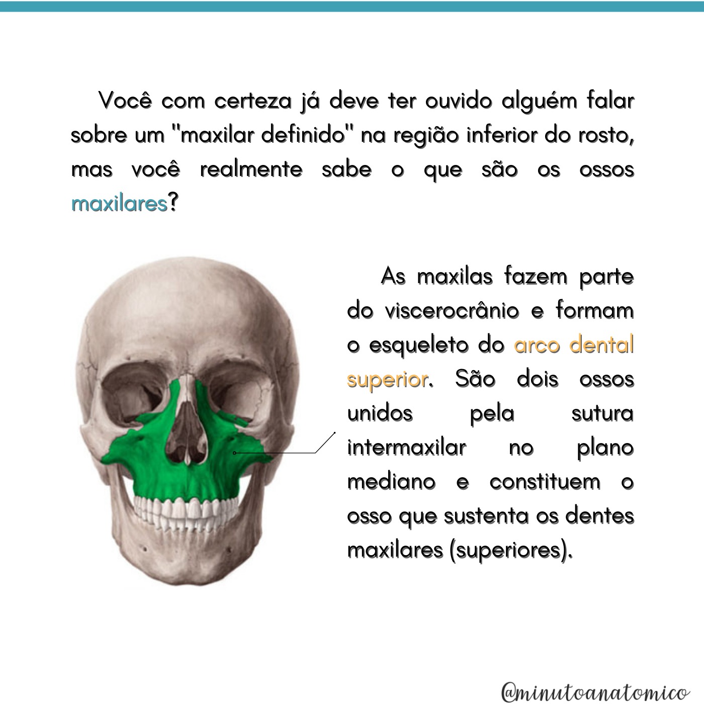 Minuto Anatômico #153: Você sabe realmente o que é o “maxilar ...