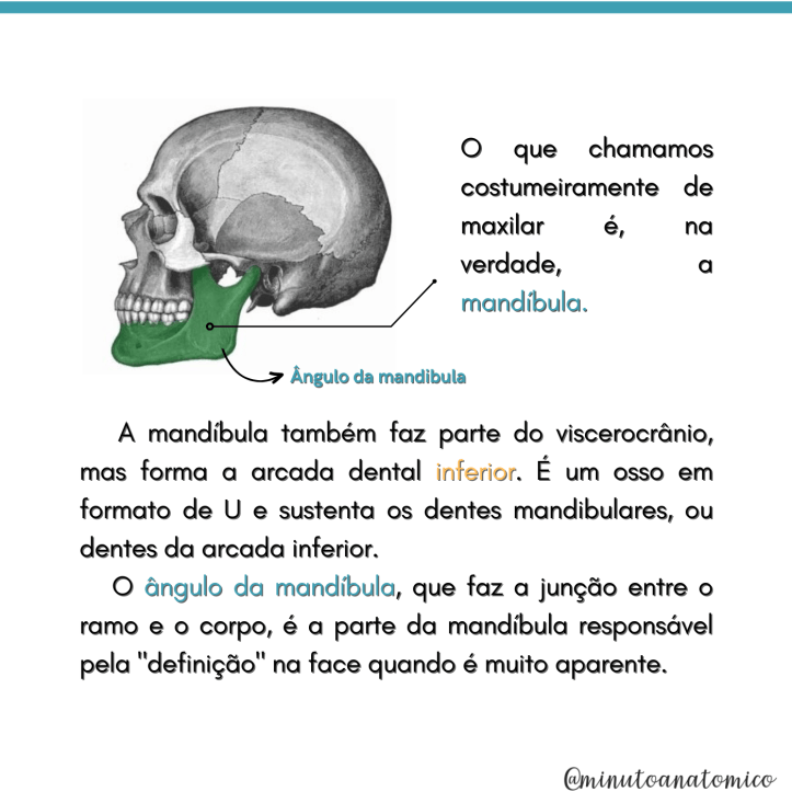Minuto Anatômico #153: Você sabe realmente o que é o “maxilar ...