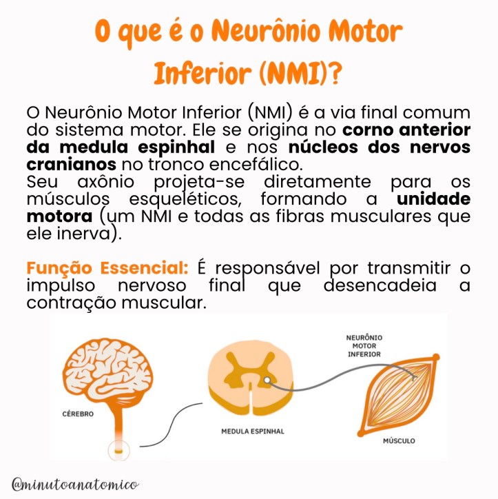 Minuto Anatômico #231: Lesão do neurônio motor inferior – Anatomia ...