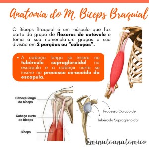 Minuto Anatomocl nico 93 Sinal Do Popeye Anatomia Fisioterapia minuto-anatomocl-nico-93-sinal-do-popeye-anatomia-fisioterapia